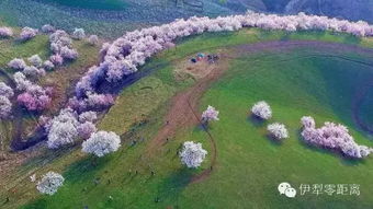 伊犁霍城县天气预报15天查询（伊犁霍城县天气预报15天查询结果）