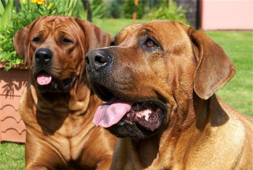 世界十大战斗力强的犬种,力量、忠诚与野性的完美结合 世界十大战斗力强的犬种,力量、忠诚与野性的完美结合
