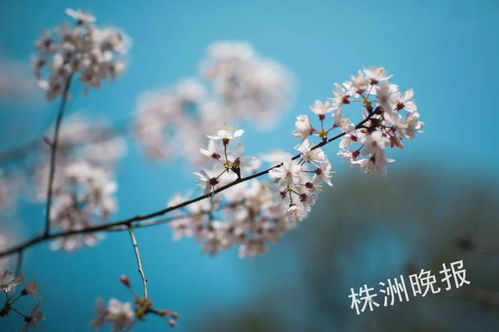 上周天气回顾，晴雨交替，春意渐浓
